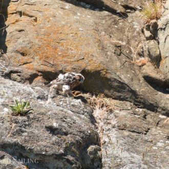 Minks, Peregrine falcon with chick, harbor seal pups and Orcas T77’s