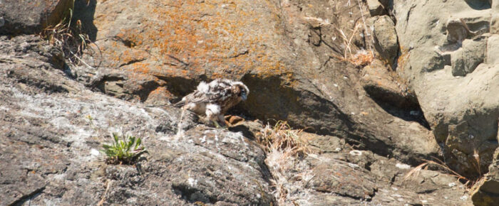Minks, Peregrine falcon with chick, harbor seal pups and Orcas T77’s Minks, Peregrine falcon with chick, harbor seal pups and Orcas T77’s