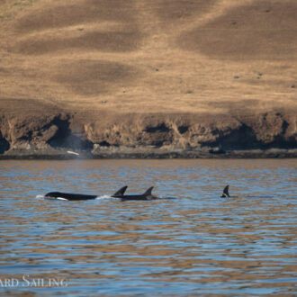 Short sunset sail with Orcas T77’s