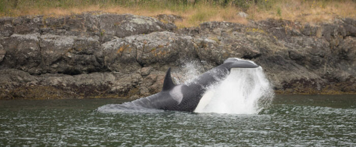Trifecta! Orcas T46’s outside Friday Harbor, a Humpback BCY0409, and a minke