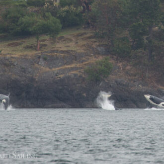 Our Southern Resident orcas are here! Sailing with K12’s and K13’s and a humpback whale MMZ0004 Zephyr
