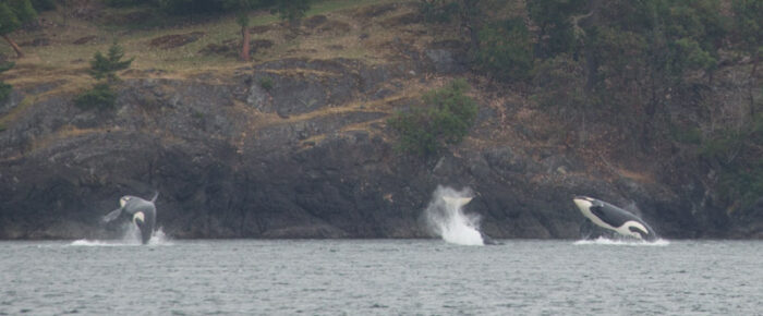 Our Southern Resident orcas are here! Sailing with K12’s and K13’s and a humpback whale MMZ0004 Zephyr