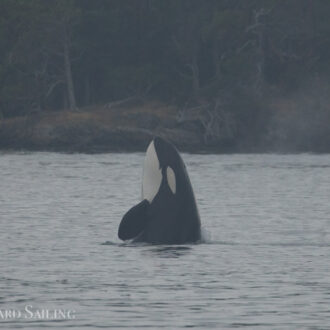 An evening short sail with Orcas T37A’s in West Sound