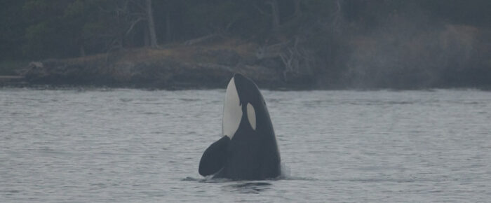 An evening short sail with Orcas T37A’s in West Sound