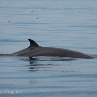 Two Minke whales on Salmon Bank