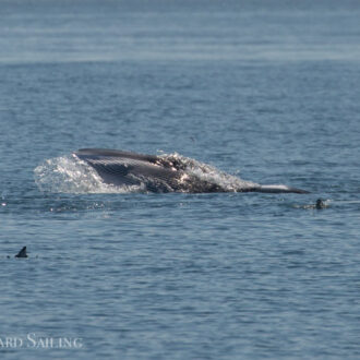 Grand slam! Minke, humpback and two eco-types of orcas!