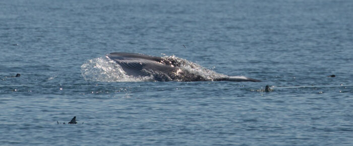 Grand slam! Minke, humpback and two eco-types of orcas!
