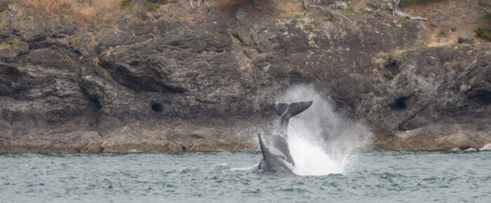 J pod orcas off San Juan westside and a minke whale near Flattop