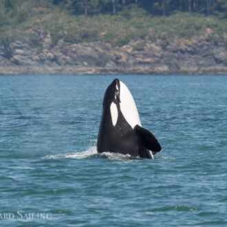 Orcas T36’s and T37A’s in Rosario