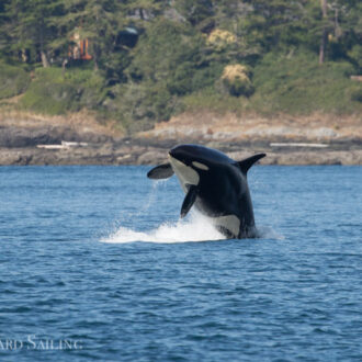 Epic sail with J pod and also 3 minke whales