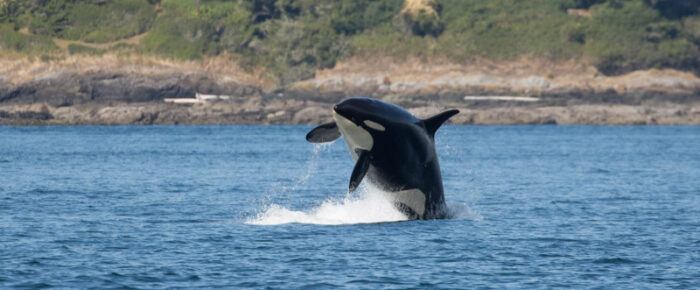 Epic sail with J pod and also 3 minke whales