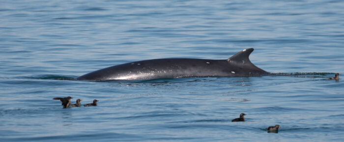 Multiple minke whales and a humpback whale