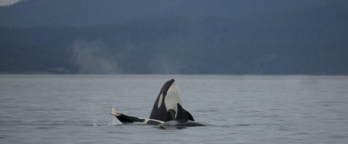 Sailing with Biggs orcas T36’s in Rosario