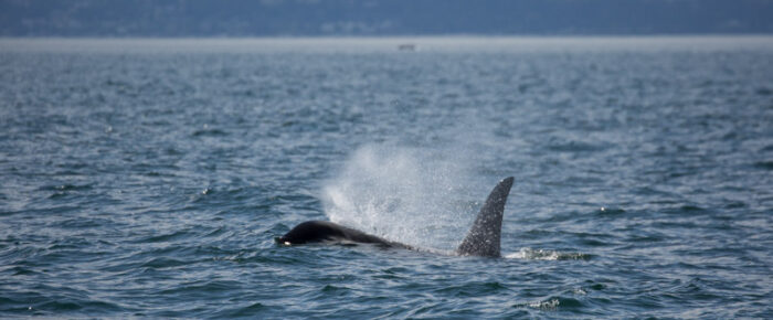 J pod traveling down Haro Strait