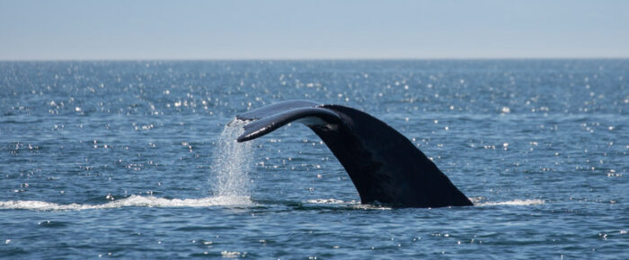 A minke on Salmon Bank and a humpback headed for Hein Bank A minke on Salmon Bank and a humpback headed for Hein Bank