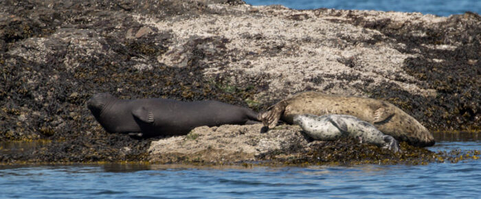 Trifecta! Humpbacks, Minke whales, and Resident Orcas