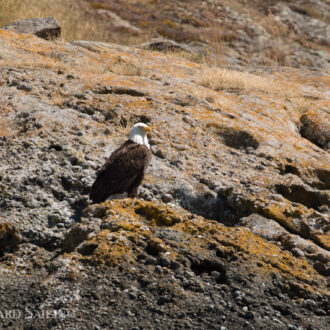 A sail to explore Stuart Island