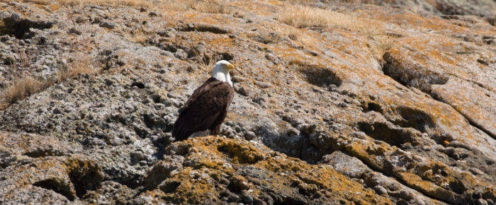 A sail to explore Stuart Island