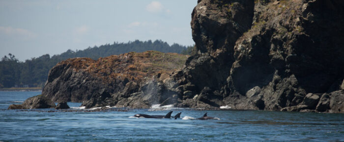 Full day sail around Lopez seeing two orca pods (T37A’s and T65A’s)