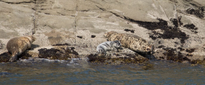 Harbor seals and pups galore