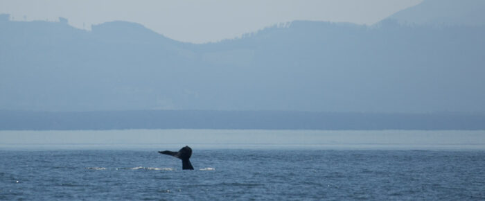 Sailing with minke whales and a humpback Sailing with minke whales and a humpback