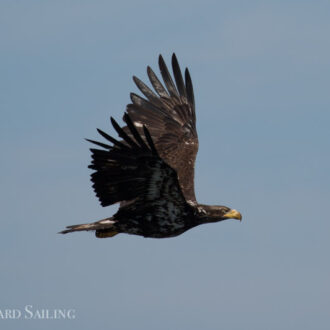 A sail to Flattop Island & New Channel