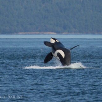Epic sail with Resident Orcas (L’s and some K’s) and 2 Humpbacks