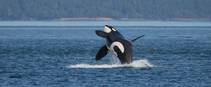 Epic sail with Resident Orcas (L’s and some K’s) and 2 Humpbacks
