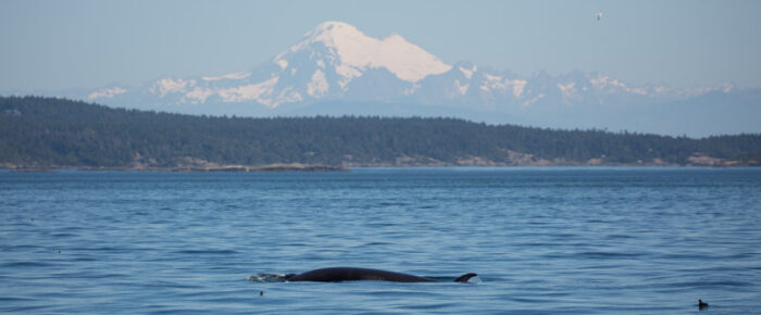 Sailing with minke whales