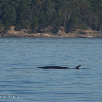 Minke whale in Griffin Bay