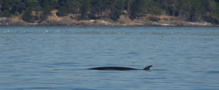Minke whale in Griffin Bay Minke whale in Griffin Bay