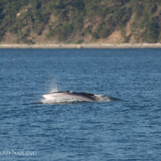 Minke whale in San Juan Channel