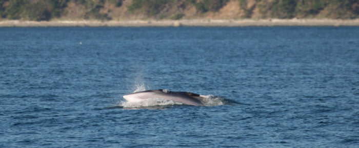 Minke whale in San Juan Channel