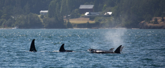 A sail with orcas T65A’s and T137’s