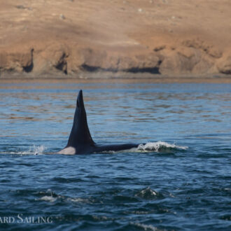 Sailing with Biggs Orcas T18’s and seeing a brown pelican