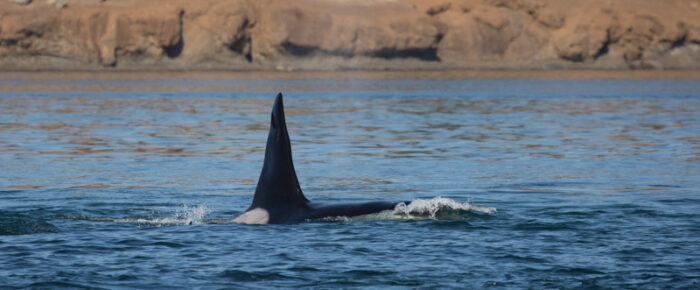 Sailing with Biggs Orcas T18’s and seeing a brown pelican