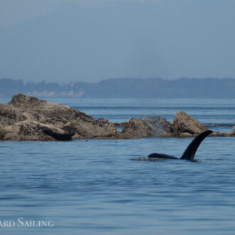 Orcas T18’s near Clark Island