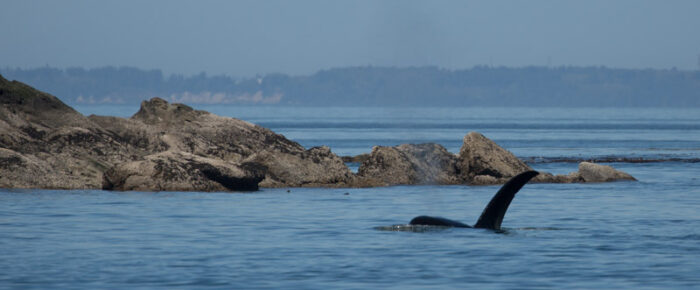 Orcas T18’s near Clark Island