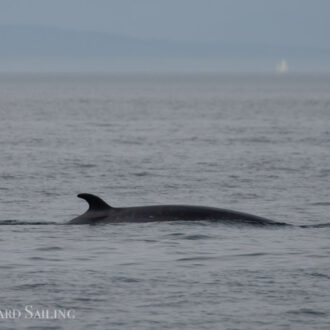 Great minke encounter on Salmon Bank