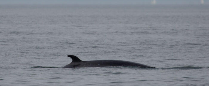 Great minke encounter on Salmon Bank