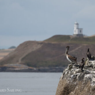 A minke on Salmon Bank and a sail to south Lopez