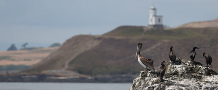 A minke on Salmon Bank and a sail to south Lopez