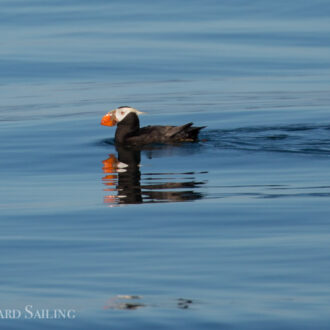 Tufted puffins and a minke whale at Smith Island