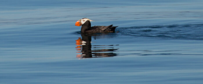 Tufted puffins and a minke whale at Smith Island