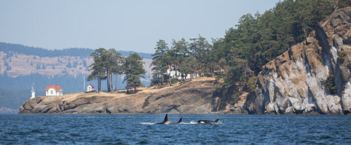 A sail with orcas T65A’s and T137’s to Turn Pt