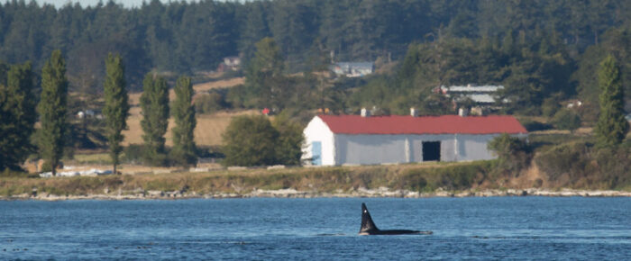 Sailing with a Minke whale and T18’s Biggs/Transient Orcas