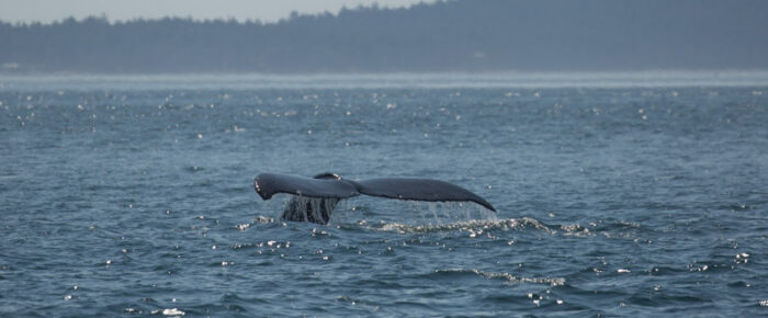 Humpback whale MMZ0013 “Two Spot” outside Friday Harbor