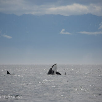 Sailing with Orcas T60’s and T2B near Middle Bank