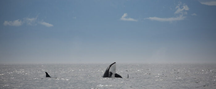 Sailing with Orcas T60’s and T2B near Middle Bank