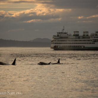Sunset sail with Orcas T60’s and T2B as they pass Friday Harbor